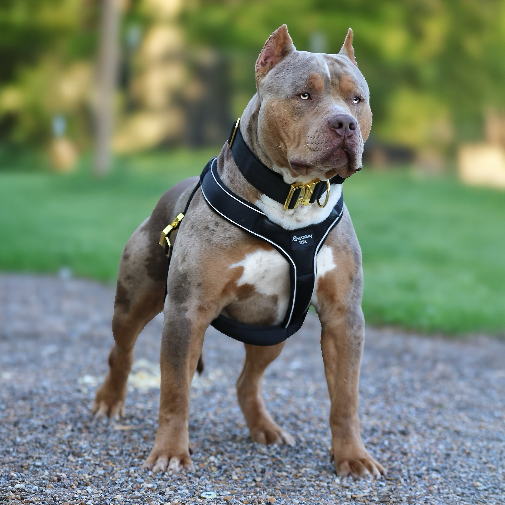 SEK Cairo lilac merle tri XL American Bully health tested stud in Mississippi
