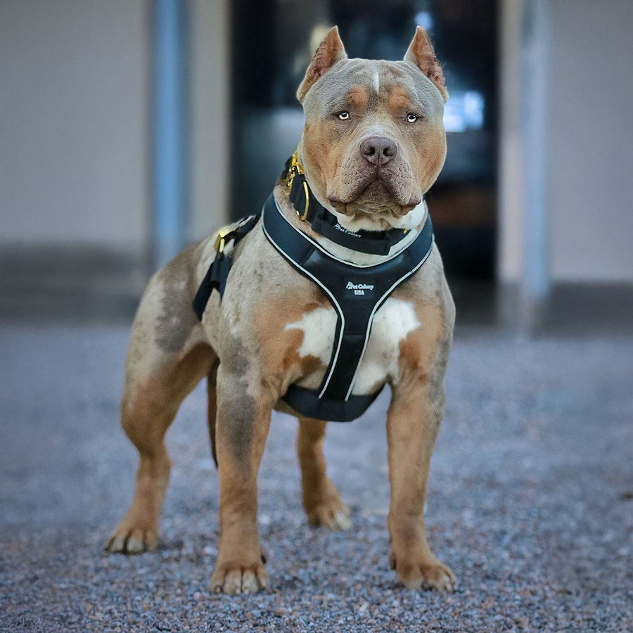 Southern Elite Kennelz SEK GHB's Cairo of SEK lilac tri merle health tested XL Bully stud from MS Bully breeders