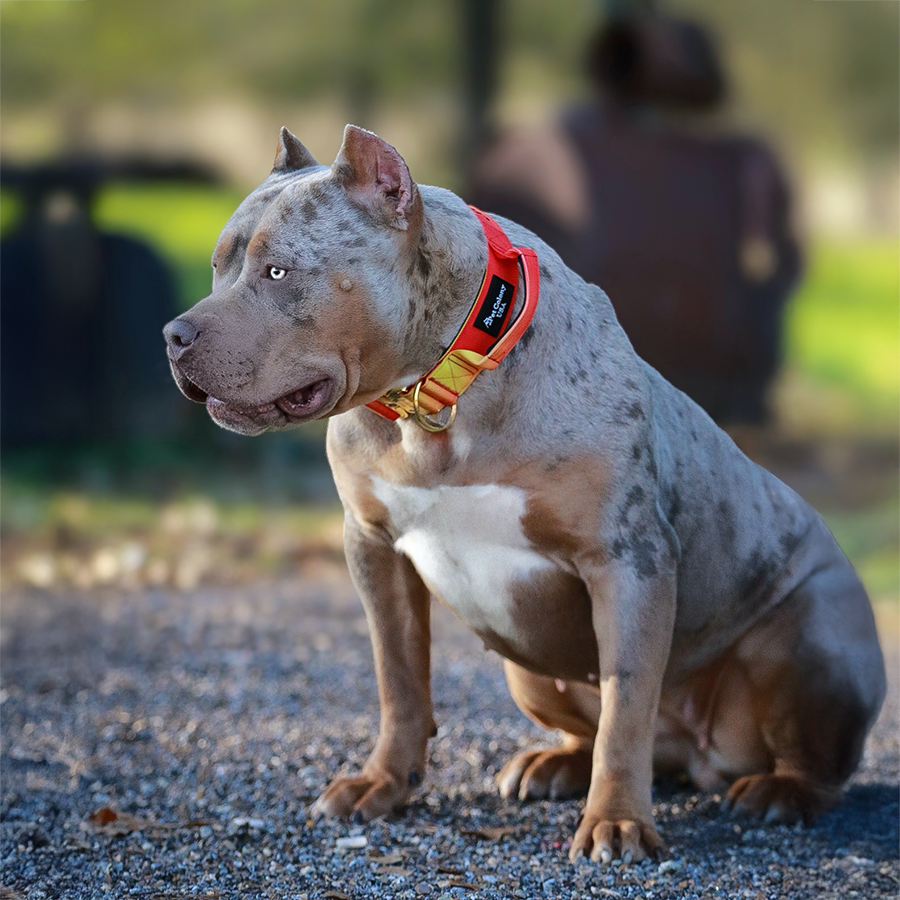 GHB's De Ja Vu of SEK | Lilac Merle Tri XL Bully
