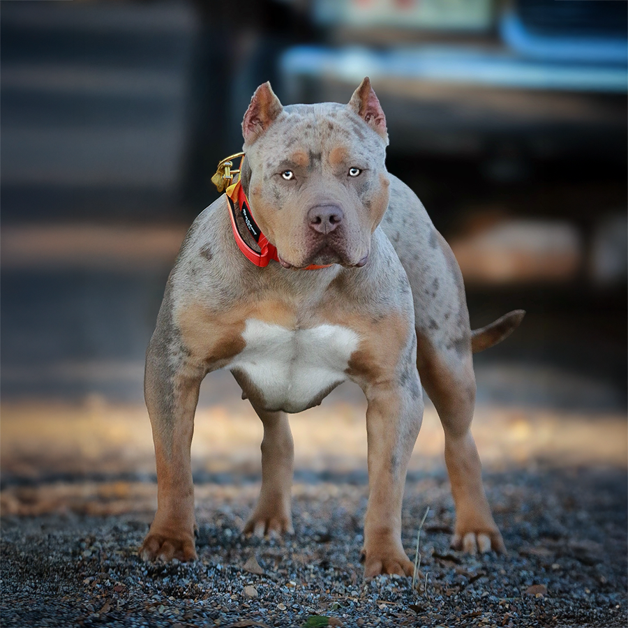 Gatorhead Bullies GHB’s De Ja Vu of SEK is a lilac tri merle XL Bully dog dam who is a GHB's Flex daughter