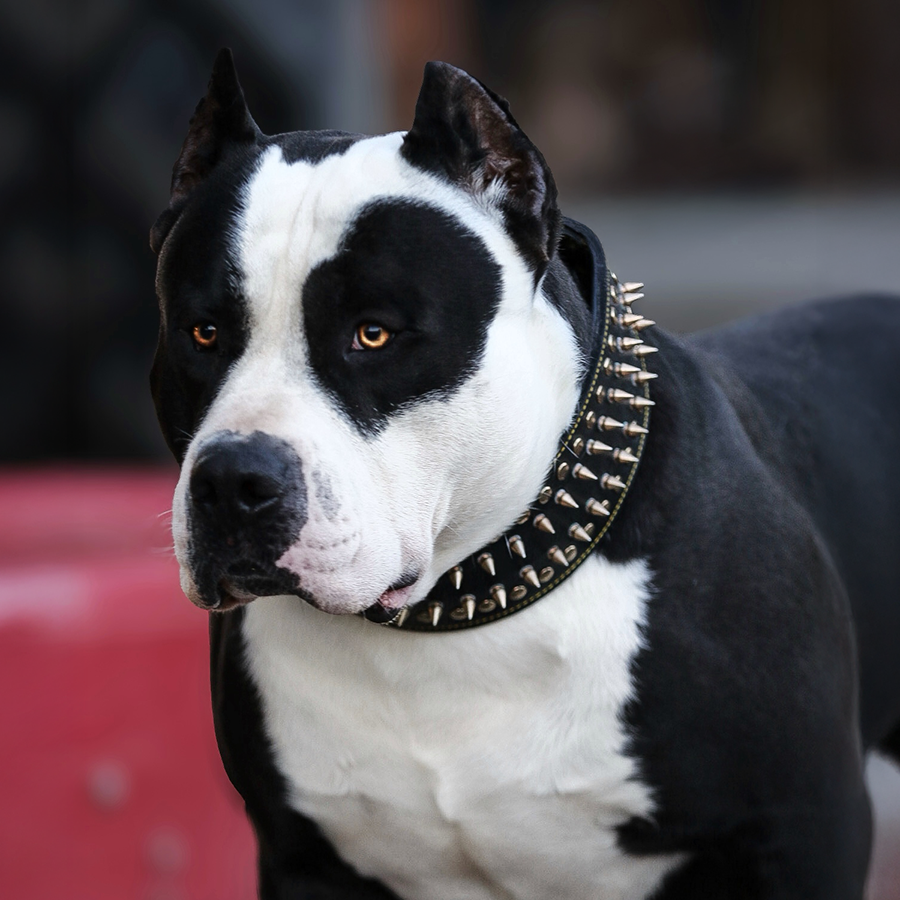 Southern Elite's (SEK's) Panda | Black XL American Bully