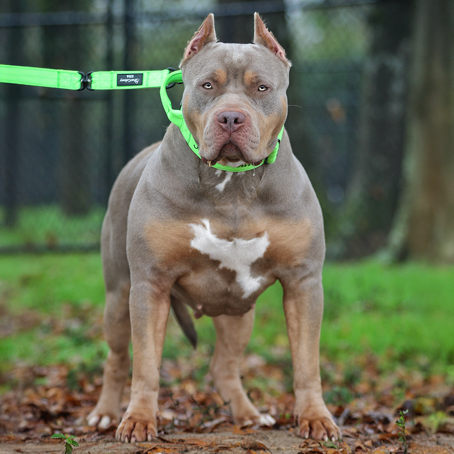 SEK Southern Elite Kennelz Kali is an ABKC lilac tri XL American Bully female owned by Mississippi Bully breeders