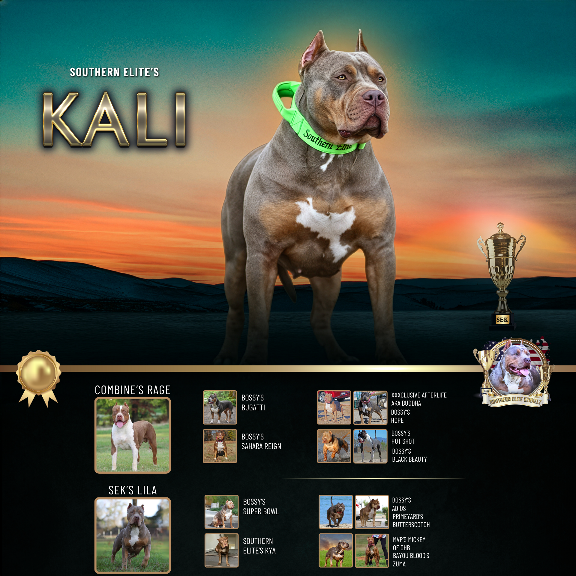 Southern Elite's Kali lilac tri XL Bully female health tested American Bully breeder in MS