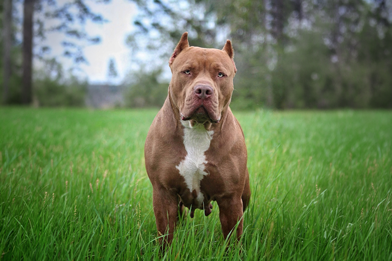 Bayou Blood Zuma chocolate XL American Bully foundation female Southern Elite Kennelz Mississippi XL Bully breeder Mississippi foundation female Bayou Blood Zuma chocolate XL American Bully Southern Elite Kennelz