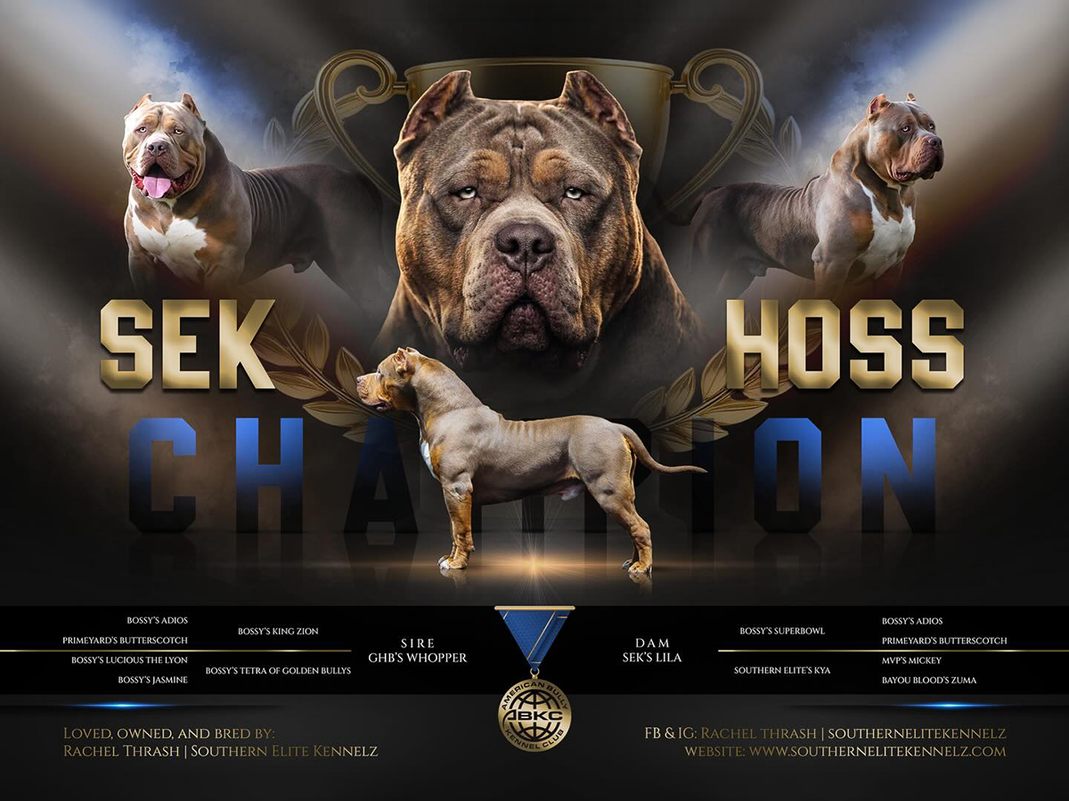 SEK CH Hoss champion XL American Bully Southern Elite Kennelz Mississippi long term breeding program XL Bully breeder Mississippi SEK CH Hoss champion XL American Bully stud long term breeding program Southern Elite Kennelz