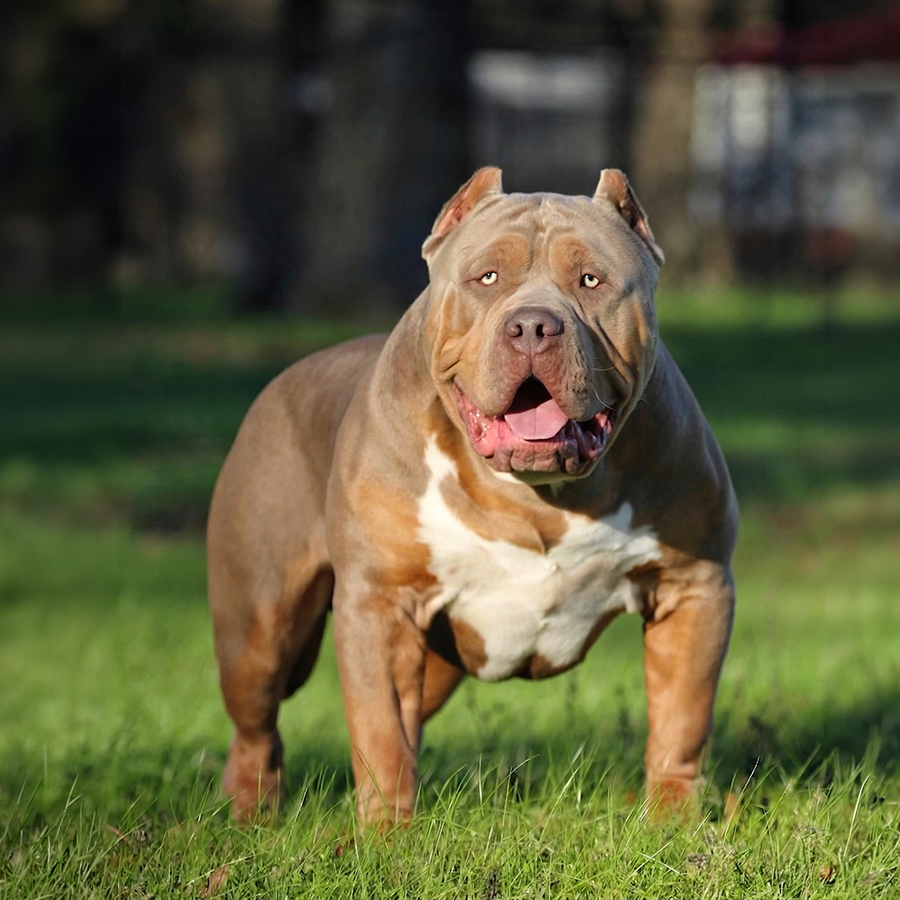 SEK's Southern Elite Kennelz Hoss is an extreme frame muscular lilac tri XXL Bully stud dog in Mississippi