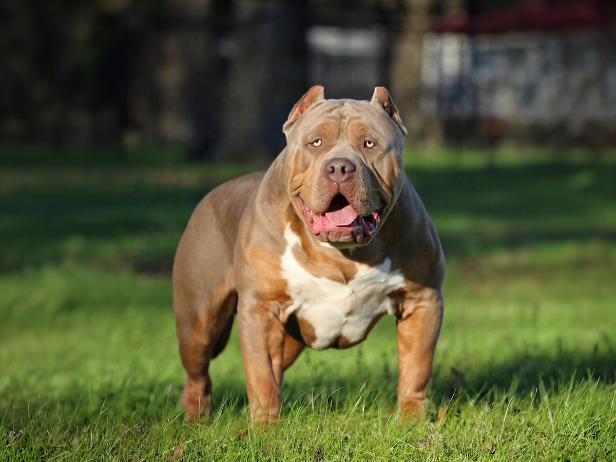 SEK CH Hoss lilac tri XL American Bully stud Southern Elite Kennelz Mississippi bloodline XL Bully breeder Mississippi SEK CH Hoss lilac tri XL American Bully stud Southern Elite Kennelz bloodline