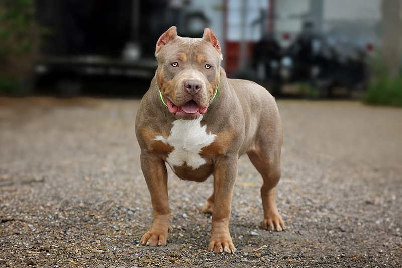 SEK Cowgirl 2.0, a lilac tri XL American Bully female in Southern Elite Kennelz breeding program in Mississippi XL Bully breeder Mississippi SEK Cowgirl 2.0 lilac tri XL American Bully female from Southern Elite Kennelz breeding program