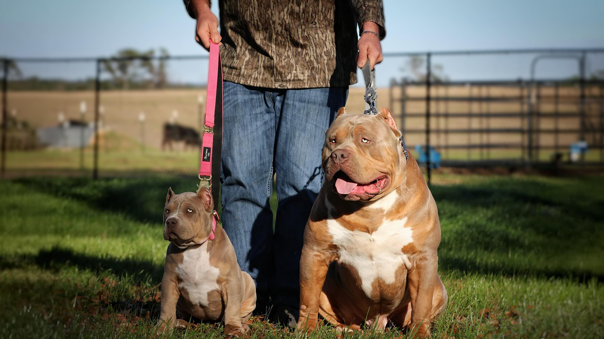 XL Bully breeder Mississippi Southern Elite Kennelz Hoss lilac tri XL American Bully bloodline XL Bully breeder Mississippi Southern Elite Kennelz Grand Champion SEK’s Hoss with his daughter lilac tri XL American Bully bloodline
