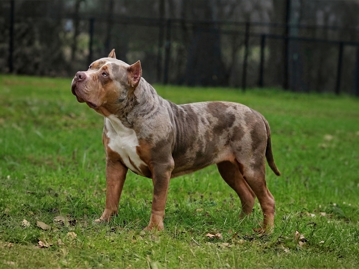 SEK Maggie lilac merle tri XL American Bully female Southern Elite Kennelz structure Mississippi XL Bully breeder Mississippi SEK Maggie lilac merle tri XL American Bully female strong structure Southern Elite Kennelz