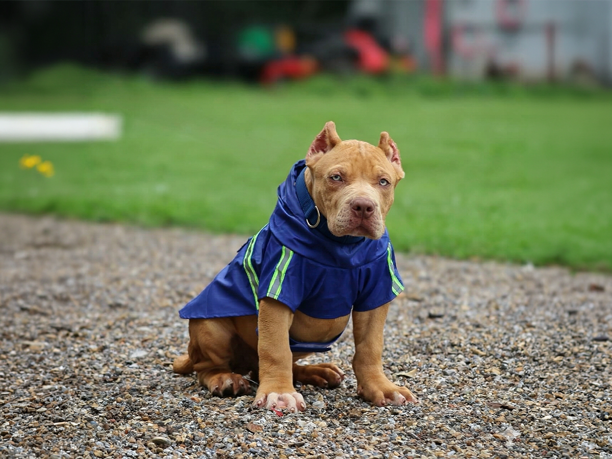 SEK produced XL Bully puppy lilac merle GHB Cairo Ivanka bloodline Mississippi XL Bully breeder in Mississippi SEK produced lilac merle XL American Bully puppy GHB Cairo Ivanka bloodline