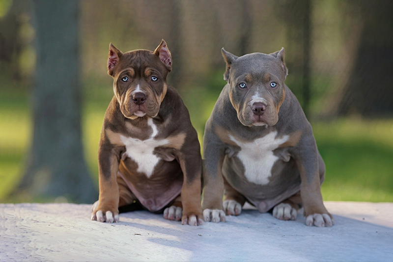 XL Bully puppies chocolate tri and lilac tri Southern Elite Kennelz of Mississippi XL Bully puppies for sale Mississippi chocolate tri and lilac tri XL American Bully puppies from Southern Elite Kennelz